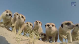 حیوانات و دوربین فیلمبرداری