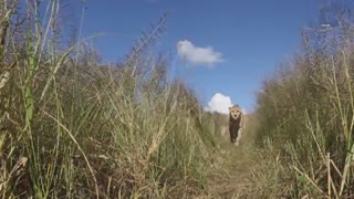 حیوانات و دوربین فیلمبرداری