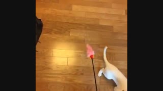 گربه ی سانی