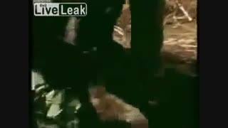 وقتی انسان طعمه مار بزرگ آناکوندا می شود