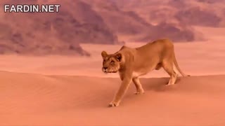 شیرهای صحرای نامیبیا