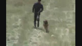 تربیت تخصصی سگ نگهبان