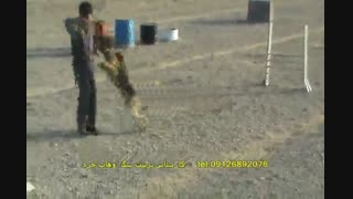 تربیت حرفه ای سگ