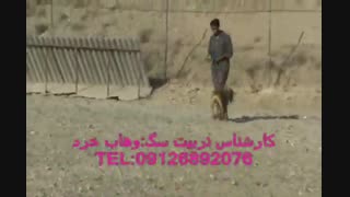 آموزش مقدماتی سگ