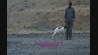 تربیت پذیری زیبای سگ ها