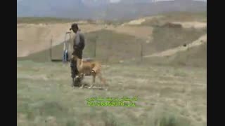 تربیت تخصصی گریت دین