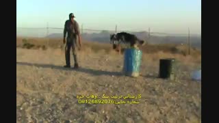 آموزش تخصصی نژاد سیبرین هاسکی