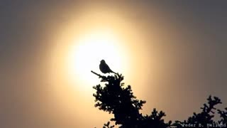 طبیعت زیبا و موزیک آرامبخش