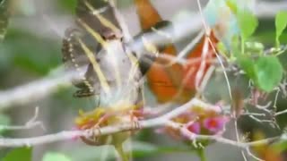 موسیقی طبیعت