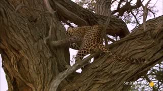 شکار جغد توسط پلنگ