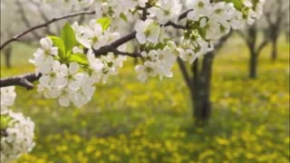 تصنیف بهارا با صدای سلار عقیلی