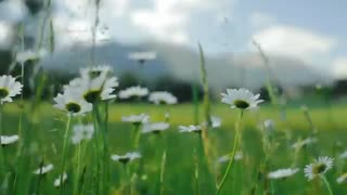 زیبایی های طبیعت در فصل تابستان