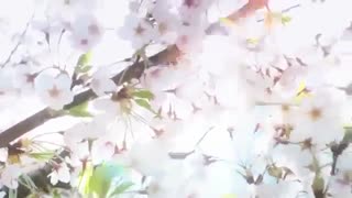 tabligh park shin hye 8