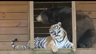 دوستی ببر و خرس