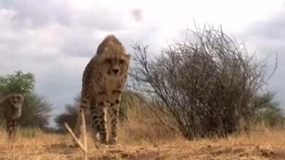 گربه سانان بزرگ طبیعت