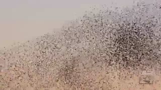 رقص دسته جمعی پرندگان و موزیک زیبا