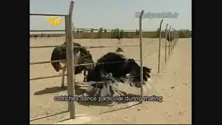مستند پرورش شترمرغ در یزد