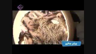 بیشتر بدانیم پرورش شترمرغ