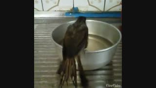 حموم بلبل های من