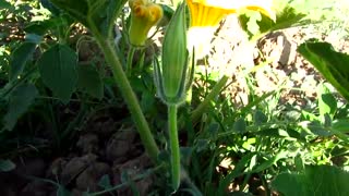 دارابکلا - کدو سیدعلی چشمه سر لیزر فرکشنال