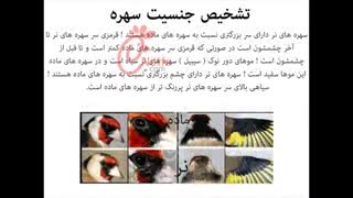 انواع دستگاه جوجه کشی|تشخیص جنسیت سهره|ماشین جوجه کشی خانگی