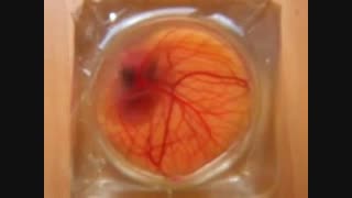 دستگاه جوجه کشی | تخم نطفه دار | فروش ماشین جوجه کشی