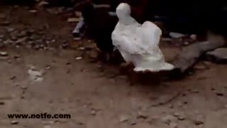 فروش ماشین جوجه کشی | دعوای خروس و اردک | دستگاه جوجه کشی خانگی