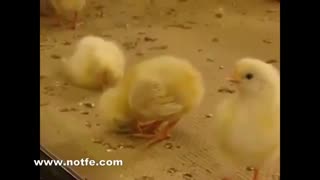 فروش دستگاه جوجه کشی|تخم نطفه دار|ماشین جوجه کشی|فیلم جوجه خواب آلو خنده دار