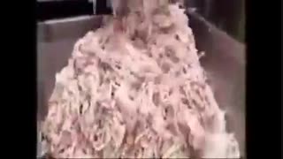 مرا حل تهیه فراورده های گوشتی سوسیس و کالباس            18+