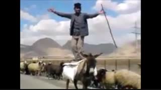 مردی روی بز میرقصد!