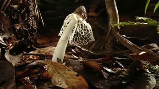 گیاهان شگفت انگیز جنگل