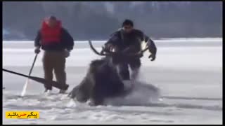 مهربانی با حیوانات