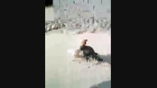 کسو نسل زنگباری و نسل  اناری