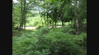 طبیعت سرسبز