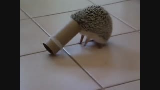 خخخخخ بیچاره!!!