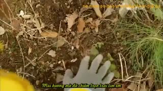 کلیپ هاااااااات کره ایییییییی