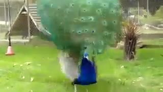 طاووس بسیار زیبا{از دست ندینا}