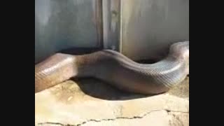 مار بسیار بزرگ{حتما ببینین ولی نترسین}