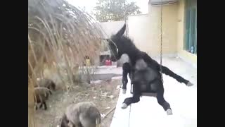 خره داره تاب میره با اهنگ سلنا گومز{حتما ببینین}