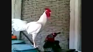 خنده ی خروس{از دست ندین}خخخ