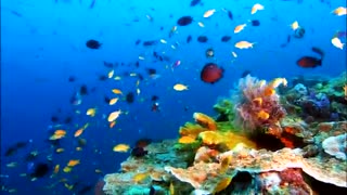 ویدیویی زیبا از صحنه های طبیعت.