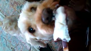 سگ بستنی خور!