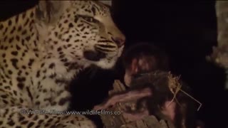 رابطه ی باورنکردنی پلنگ و بچه بابون(میمون دم کوتاه)