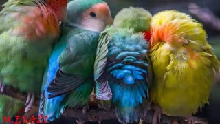 همبستگی پرندگان در سرمای زمستان