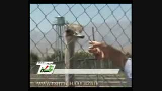 شترمرغ در استان های اصفهان، لرستان و کردستان