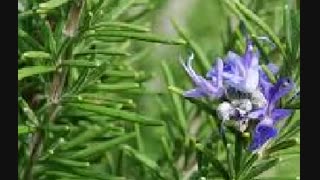 How to Use Rosemary to Improve Memory