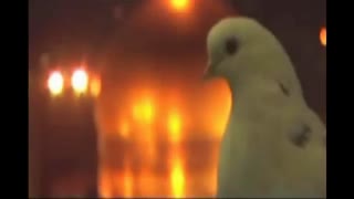 آسمون هشتم"امام رضا (ع)"- محسن میرزازاده