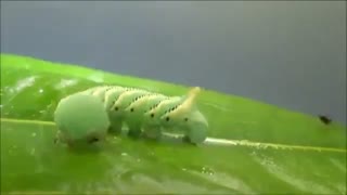 پارازیتوئید کوتزیا ( Cotesia congregata )