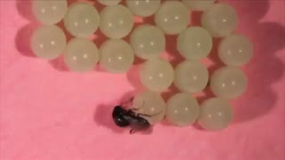 چرخه ی زندگی زنبور Trissolcus halyomorphae