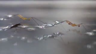 ساخت رباتی جدید از حشرات آب پیما توسط